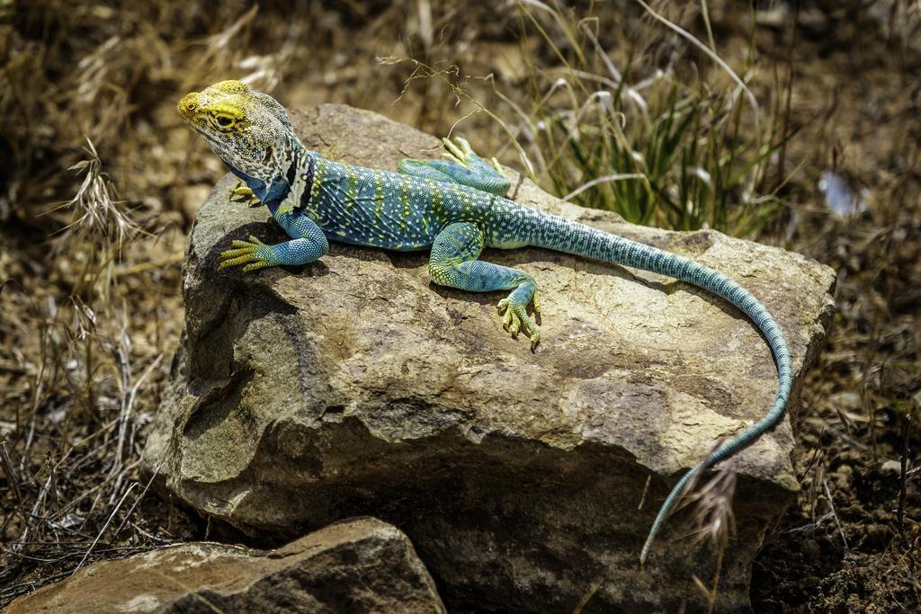 Stone Lizard Lodge Blanding Bagian luar foto